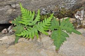 Image result for Aleuritopteris