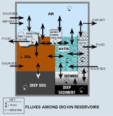 This explains why these substances are ubiquitous in the. Dioxin Exposure Initiative Dioxin Us Epa