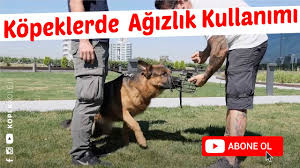 Kopek Agizligi Nasil Kullanilir Kopek Agizligi Nasil Secilir Evcil Hayvan Blogu