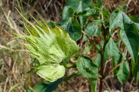 Image result for Gossypium barbadense