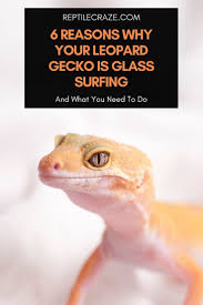 Untuk bumbu gecok lompong:cabe rawit, bawang merah, bawang putih. 6 Reasons Why Your Leopard Gecko Is Glass Surfing Reptile Craze