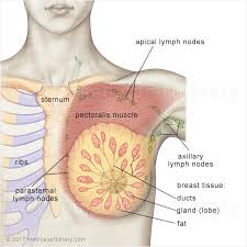 Breast cancer is a cancer which starts in the mammary glands. What Are The Symptoms Of Breast Cancer Grecian Hospital