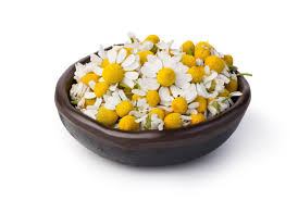 When to harvest chamomile flowers? Chamomile Harvest Time How To Harvest Chamomile From The Garden