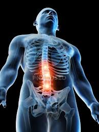 The anatomical regions (shown) compartmentalize the human body. Lower Body Stock Photos Royalty Free Images Focused