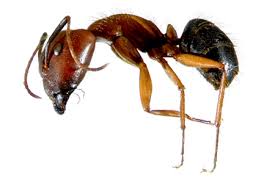 Palm bay rat removal experts, we provide same day rat removal services as well as solutions to keep the rats out permanently call us 24/7 in we are a family owned wildlife and pest control operating in palm bay fl and partners with centurian wildlife control. Palm Bay Fl Home Ant Exterminator Services Palm Bay Fl Ant Control Brevard County Fl Ant Treatments Get Beachside Ant Pest Control