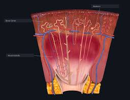 We did not find results for: The Kidneys Demystified Anatomy Snippets Complete Anatomy