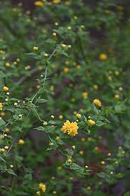 You will notice in the comments that many of these plants are toxic, have rough or bitter foliage, or a strong odor that repels deer, landing them in the rarely damaged shrubs catagory. The Best Deer Resistant Plants And Shrubs Pittsburgh Earth Day