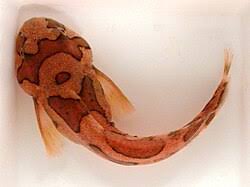 Image result for Liparis odontochilos