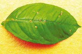 Image result for puklice