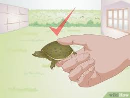 That said there are leucistic reptiles who have a similar colouration so total lack of colour and red coloured eyes. 3 Ways To Care For A Soft Shelled Turtle Wikihow