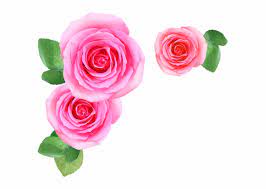 Pink rose images free download. Pink Rose Images Free Download Transparent Png Download 29274 Vippng