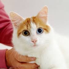 Armenian Van Cat Cute Cat Kedi Ve Hayvanlar