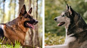 He is cute with his floppy ears but not very intimidating. Siberian Husky Vs German Shepherd What S The Difference