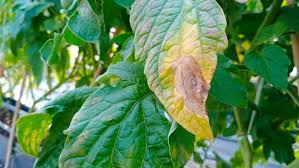 Image result for tomato seedling fusarium wilt