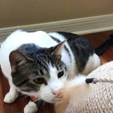 What S This Video In 2020 Cat Room Cat Toys Cat Scratcher