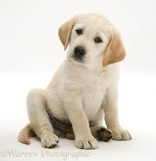 Dog Yellow Goldador Retriever Pup Sitting Photo Goldador Retriever Pup