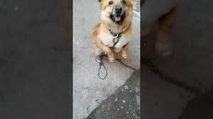 Kopegim Lassie Ve Kopek Bakimi Youtube