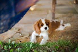 Whatever you need, whatever you want, whatever you desire, we provide. Tips For Training Your Cavalier King Charles Spaniel Fitbark