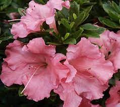 Check spelling or type a new query. Gumpo Pink Dwarf Azalea New Life Nursery