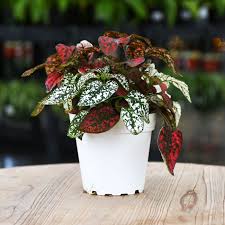 Image result for Hypoestes