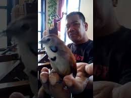 Maybe you would like to learn more about one of these? Download Masteran Burung Tepus Pipi Perak Mp3 Dan Mp4 Terlengkap Gratis