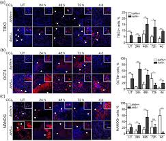 There are even cases of cats that live 20 years. Dioxin Receptor Adjusts Liver Regeneration After Acute Toxic Injury And Protects Against Liver Carcinogenesis Scientific Reports