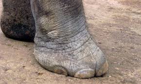 Hasil gambar untuk elephants foot