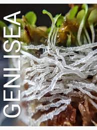 Image result for Genlisea