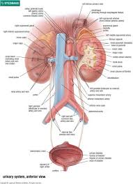 Member Account Logon Medical Anatomy Medical Knowledge Human Anatomy And Physiology