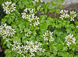 Image result for Cardamine