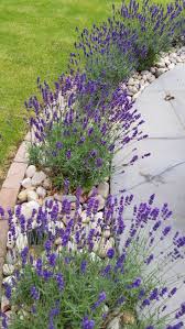 Mein Garten Lavendel In Voller Blute Blute Gardengarageideasyards Garten Lavendel Me Garten Lavendel Vorgarten Landschaftsbau Vorgarten