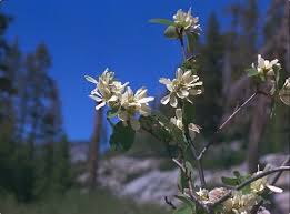 Image result for Amelanchier alnifolia