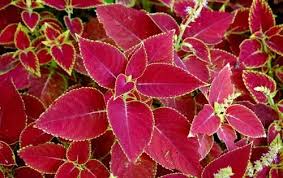 Photos Of God S Creation His Plants And Flowers Plants Red Leaf Plant Planting Flowers