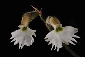 Image result for Cheirostylis