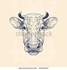 Cow Head Hand Drawn Vintage Illustration Animal Line Drawings Cow Illustration Cow Art
