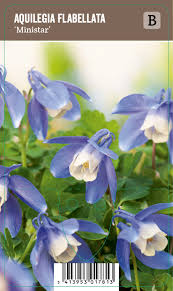 Image result for Aquilegia flabellata ministar