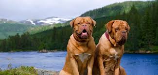 A pedigreed animal of unmixed lineage. Bordeaux Dogge Steckbrief Charakter Pflege Haltung