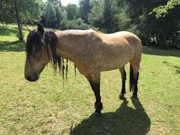 ~silver black ~silver bay ~silver brown ~silver chestnut (lacks visual evidence of silver gene) ~combinations with other colors and patters are possible, such as silver silver buckskin, bay roan, etc. Horse Color Guide Mustang Horses In Almost Every Color With Photos Helpful Horse Hints