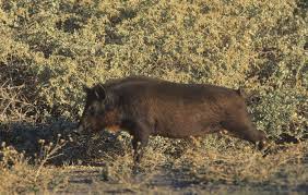 Maybe you would like to learn more about one of these? One Eccentric Socialite Is To Blame For California S Wild Pig Problem