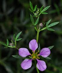 Image result for Fagonia isotricha