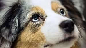 Australian shepherds are easy going, perpetual puppies that love to play, they make an excellent children's companions. Mini Australian Shepherds Have Gotten Very Very Popular Vox