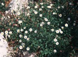Image result for Erigeron karvinskianus