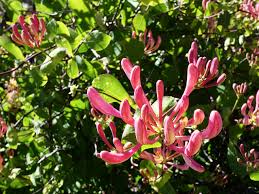 La madreselva es un arbusto que. File Madreselva Flor 43475178905 Jpg Wikimedia Commons