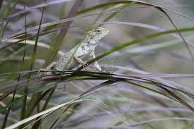The common house gecko (hemidactylus frenatus) (not to be confused with hemidactylus turcicus, the mediterranean house gecko), is a gecko native to south and southeast asia. 2 247 Lizard Decoration Photos Free Royalty Free Stock Photos From Dreamstime