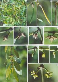 Image result for Ceriops