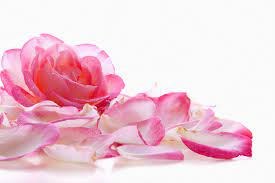 We at breast cancer support understand that for a lot of women and men breast cancer is a difficult subject to talk about socially but with your support and donations we can erase. Can Roses Help Prevent Breast Cancer Aggressiveness