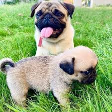 Pug Puppy For Free Adoption Home Facebook