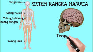 Kenali tulang dan kedudukan sendi serta fungsi sendi manusia versi tanpa suara. Sains Tahun 5 Unit 2 Manusia Sistem Rangka Cute766
