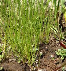 Image result for Scleria welwitschii