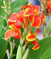 Also, the soil temperature must be at least 60 degrees. Canna Lucifer Canna Lily